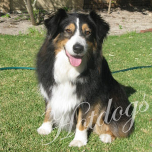 Australian Shepherd: JUSTICE
