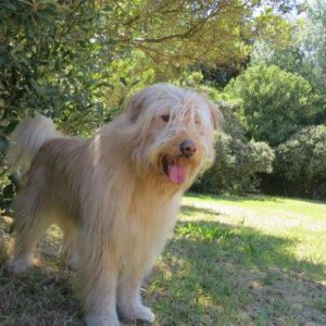 Bearded Collie: COSMO
