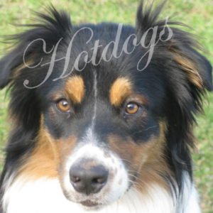 Australian Shepherd: KUJO