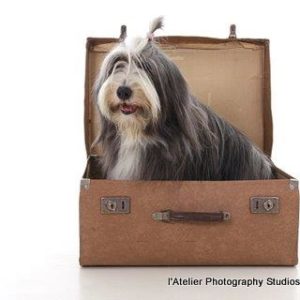 Bearded Collie: WILLOW