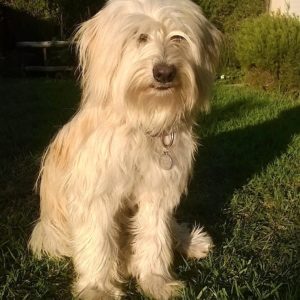 Bearded Collie: BENTLEY