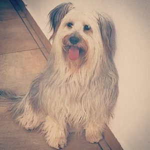 Bearded Collie: DAISY