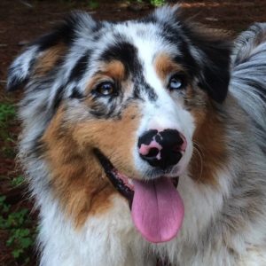 Australian Shepherd: JETHRO