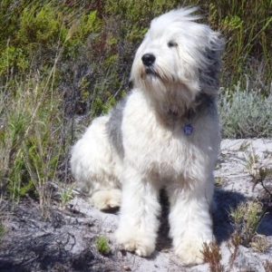 Bearded Collie: MISTY
